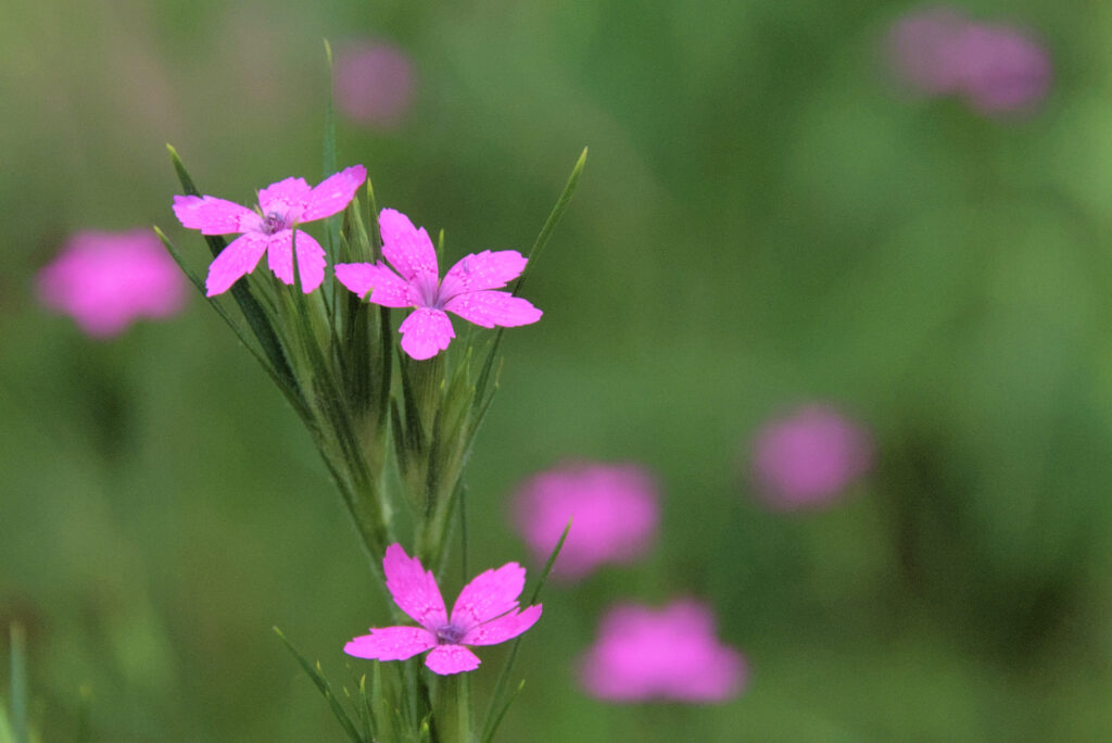 Nahaufnahme einer Pflanze mit kleinen pinken Blüten, der Hintergrund ist eine unscharfe grüne ungleichmäßige Fläche mit pinken Flecken.